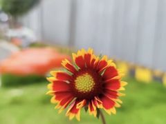 -三圣花乡旅游区