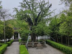 -上海佘山国家森林公园天马山园