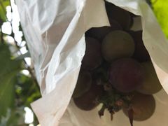 -马陆小张葡萄园农家乐