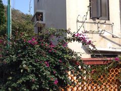 iphone_upload_pic-南丫岛