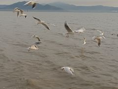 -深圳湾公园(南山区)