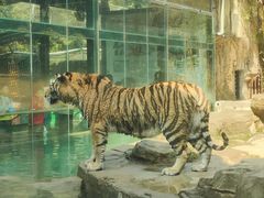 -深圳野生动物园