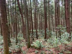 -重庆睡佛山森林公园