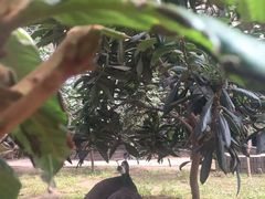 -呀路古热带植物园