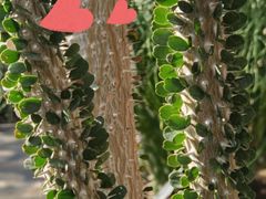 -北京植物园-展览温室