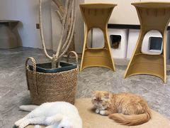 -More Fun猫咖 二十只万元加菲主题