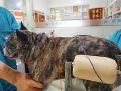 -西安京西宠物医院·瘫痪·疑难杂症