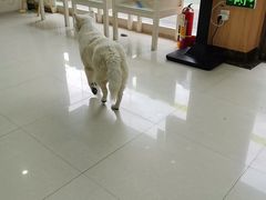 -瑞鹏宠物医院·夜间急症·心超·猫科(祖庙分店)