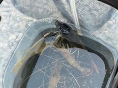 -DGE季风钓虾营地·团建·聚会