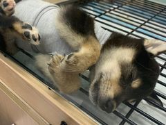 -袖虎·猫馆(体育西路店)