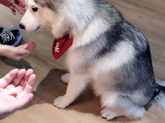 -Husky Go! 哈士奇体验馆·宠物咖啡厅狗咖