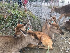 -鹿境梅花鹿生态园区