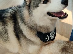 -Husky Go! 哈士奇体验馆·宠物咖啡厅狗咖