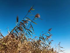 -白渔泡湿地公园