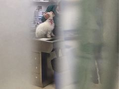 -爱侣宠医·鹦鹉专科·小型哺乳类·异宠专科(灵石路店)