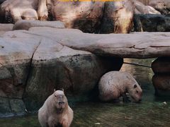 -北京野生动物园