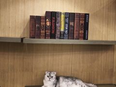 -飞行喵MR PILOT|猫舍·猫咖(静安大融城店)