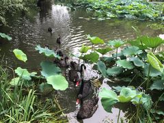 -长兴太湖图影湿地文化园