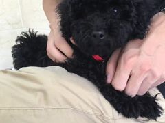 -仁华宠物医院(青羊店)