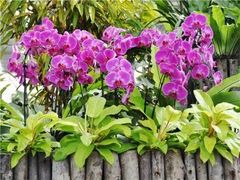 -洪湖湿地生态园