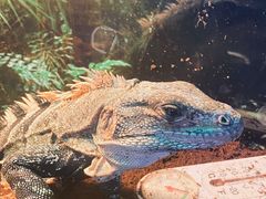 -荆州中山公园动物园