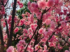 -天适樱花悠乐园