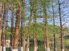 -重庆彩云湖湿地公园