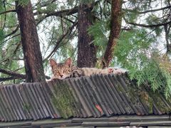 -九华山聚龙大酒店