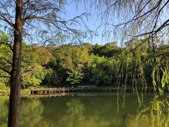 -深圳仙湖植物园
