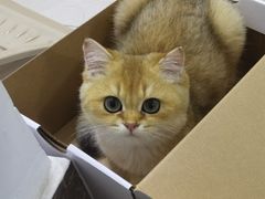 -纳吉亚猫专科动物医院·北北分院