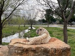 -上海野生动物园