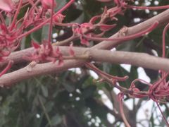 -东莞植物园