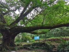 -广州市石门国家森林公园
