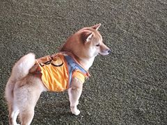 -格日勒阿妈蒙古厨房(大召店)