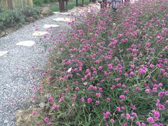 -杭州湾海上花田景区