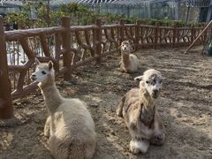 -无锡动物园·太湖欢乐园