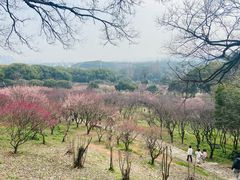 -无锡梅园公园