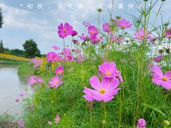 -花开海上生态园