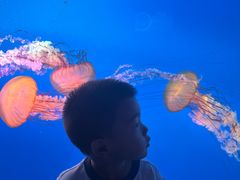 -太平洋海底世界