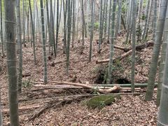 -上海佘山国家森林公园天马山园