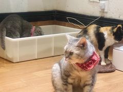 -猫色咖啡·猫咖