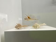-贝壳王国博物馆