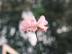 -重庆中央公园(渝北区)