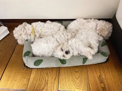-半岛宠物医院24小时(科华中路店)