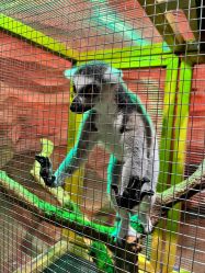 -Zoolung Zoolung动物主题公园(海信广场店)