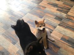 -柴源莊·柴小宠柴犬咖啡