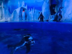 -多彩贵州城极地海洋世界
