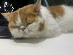 -飞行喵MR PILOT|猫舍·猫咖(静安大融城店)