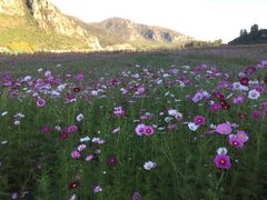 -天鹅湖生态旅游风景区