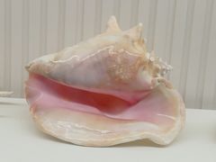 -青岛贝壳博物馆
